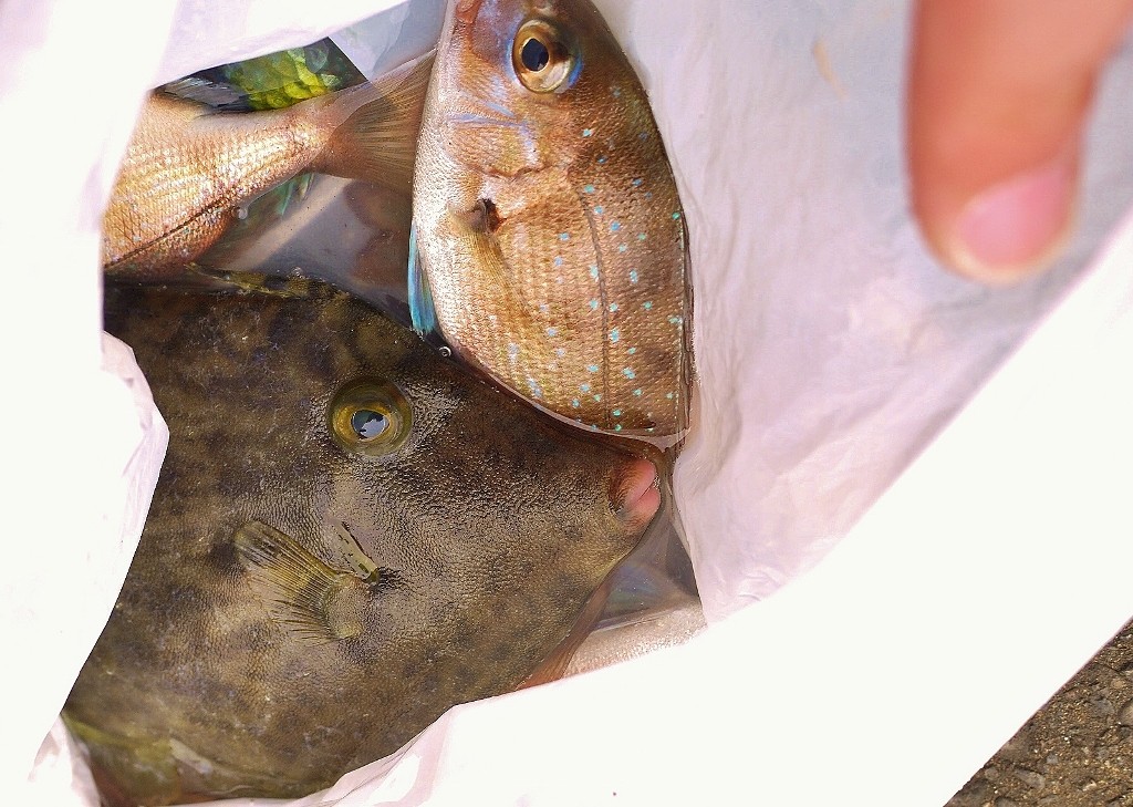 大月町で釣れたカワハギ