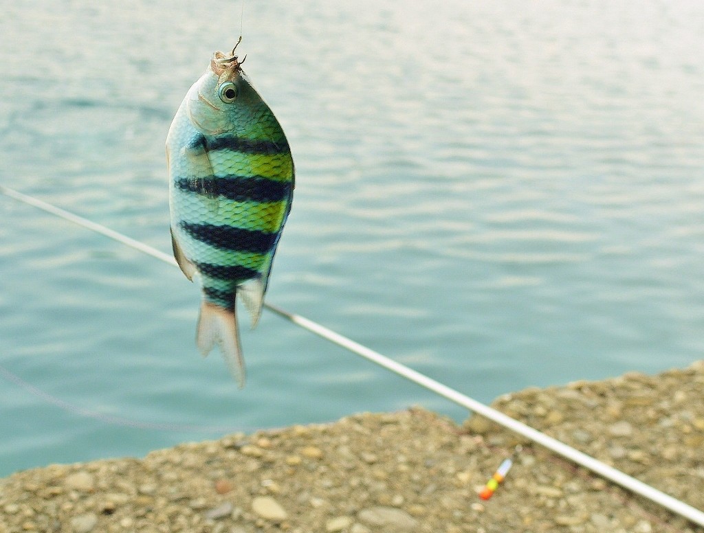 大月町で釣れた魚