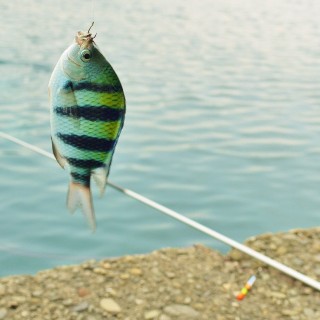 大月町で釣れた魚